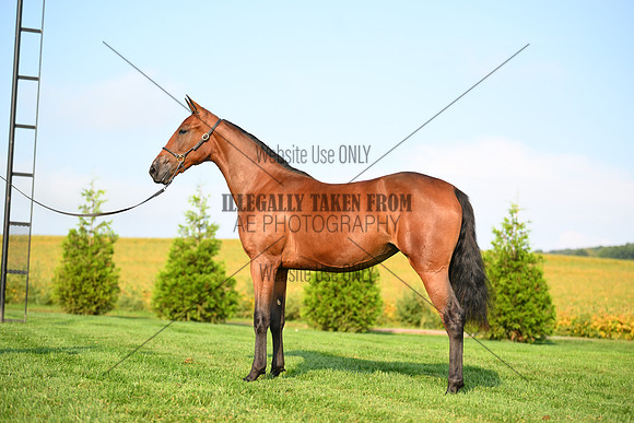 AJB_0712