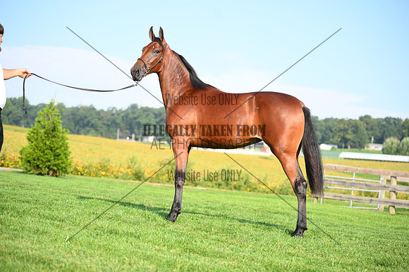 AJB_0786