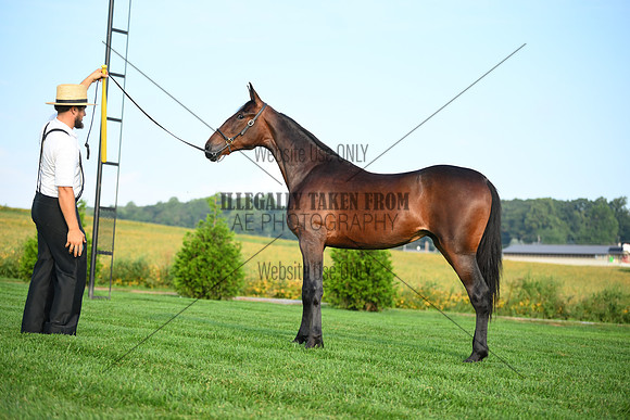 AJB_0616