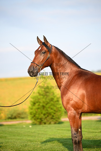 AJB_0559