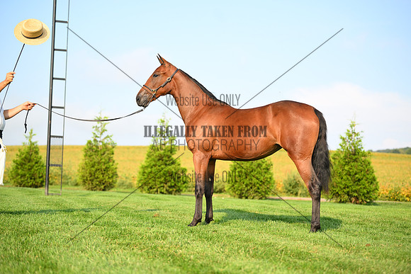 AJB_0715