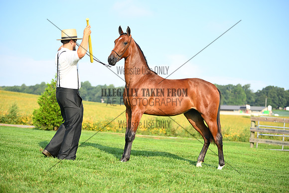 AJB_0731