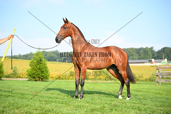 AJB_0739