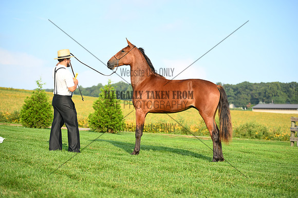 AJB_0651