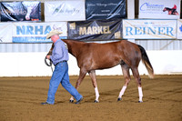 29. Yearling Geldings