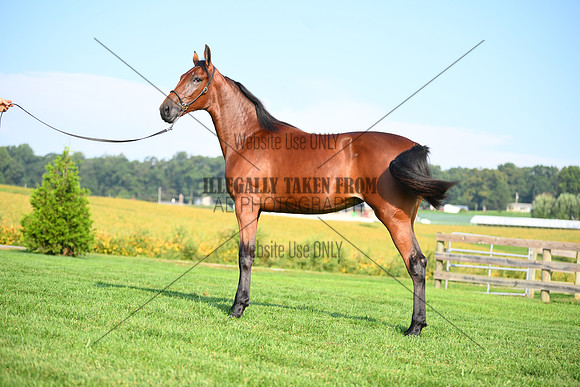 AJB_0789