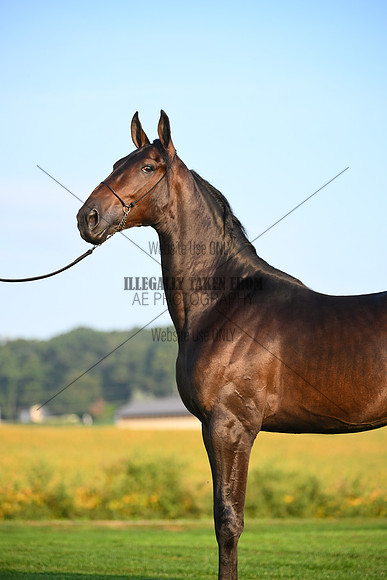 AJB_0523