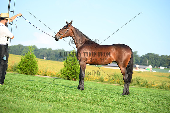 AJB_0627