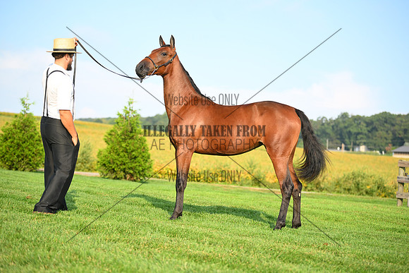 AJB_0691
