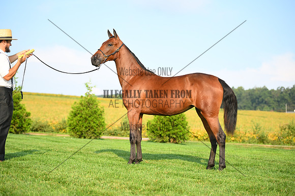 AJB_0685