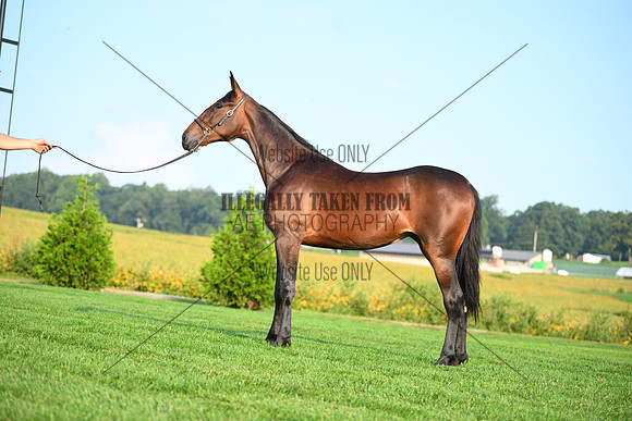 AJB_0625