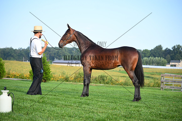 AJB_0603