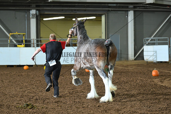 AJB_6167