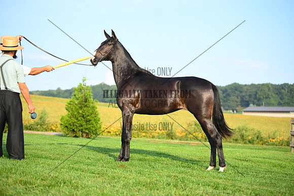 AJB_0597