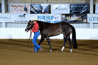 3. Three Year Old Stallions