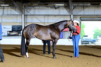 15. Yearling Mares