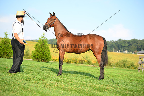 AJB_0694