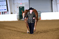 37. Amatuer 2 Year Old Gelding