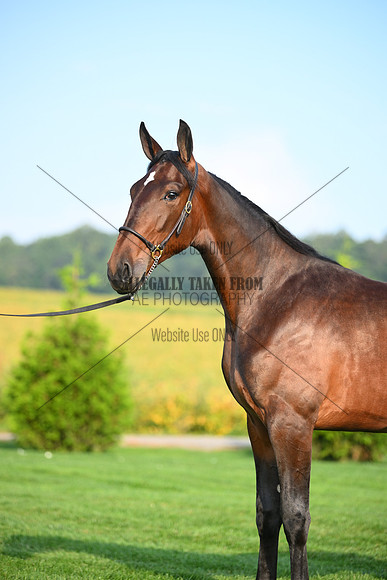 AJB_0641