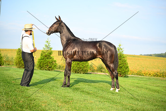 AJB_0571