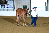 37. Amatuer Two Year Old Geldings