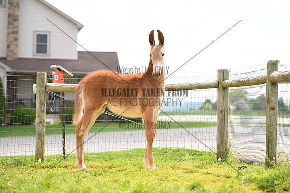 file_274516265472