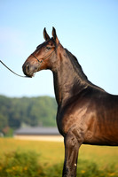 AJB_0528
