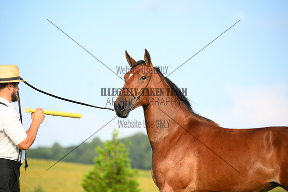 AJB_0656