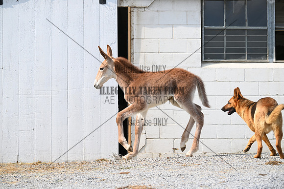 file_273879191552
