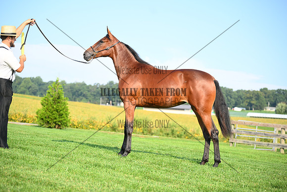 AJB_0779
