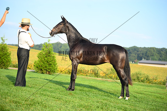 AJB_0585