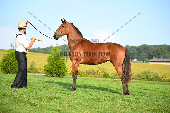 AJB_0654
