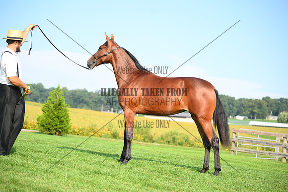 AJB_0780