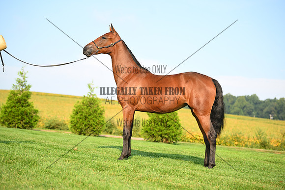 AJB_0710