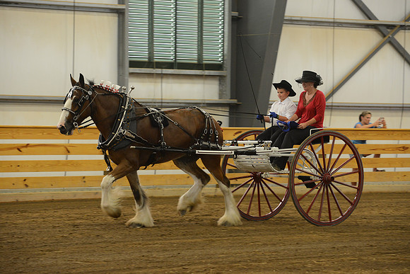 Men’s Cart_Clydesdales-12