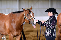 40. Amatuer Performance Geldings