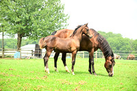 AJB_4785