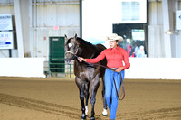10. Amatuer 3 Year Old Stallions
