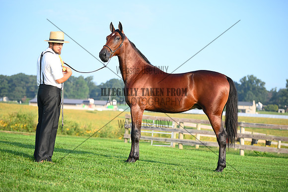 AJB_0555