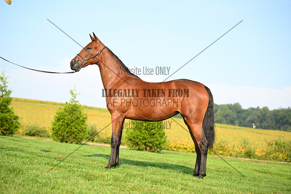 AJB_0718