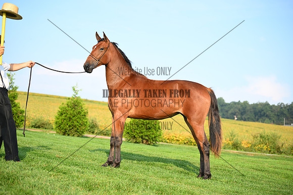 AJB_0679