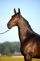 AJB_0525