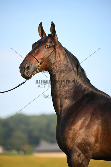 AJB_0525