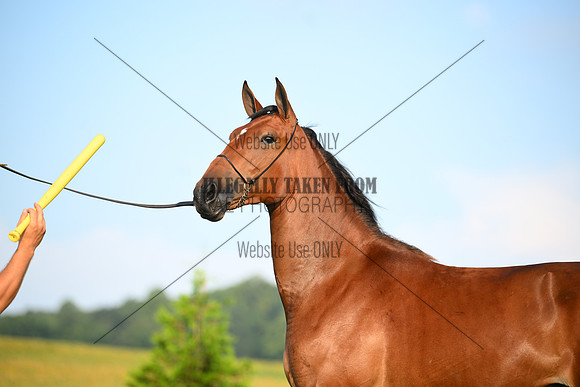 AJB_0657