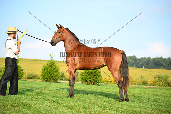 AJB_0661