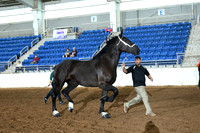 AJB_4994