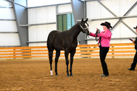 104. Amatuer Yearling Mares
