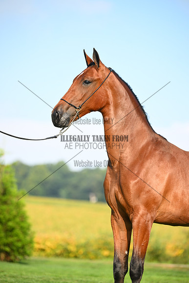 AJB_0741