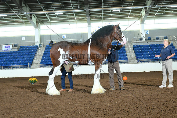 AJB_6111