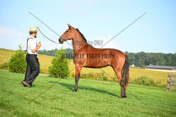 AJB_0652